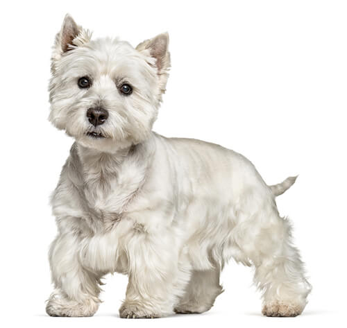 West Highland White Terrier Dog Breed Information Purina